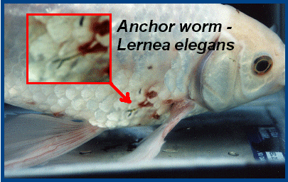 Lernea of ankerworm!